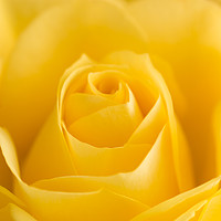 Buy canvas prints of Yellow Rose Macro 2 by Steve Purnell