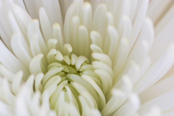 White Dahlia Macro Picture Board by Steve Purnell