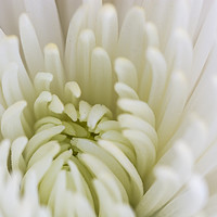 Buy canvas prints of White Dahlia Macro by Steve Purnell
