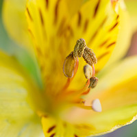 Buy canvas prints of Peruvian Lily by Steve Purnell
