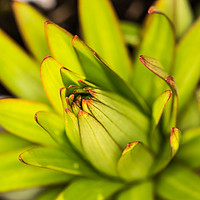 Buy canvas prints of Lily Bud by Steve Purnell