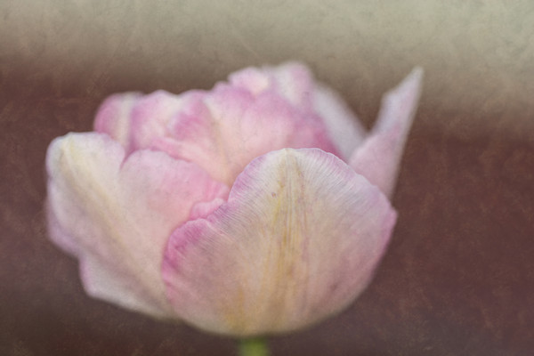 Solitary Tulip Picture Board by Steve Purnell
