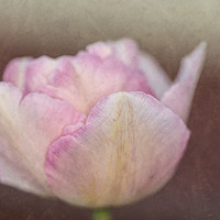 Buy canvas prints of Solitary Tulip by Steve Purnell