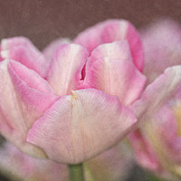 Buy canvas prints of Tulips With Texture by Steve Purnell