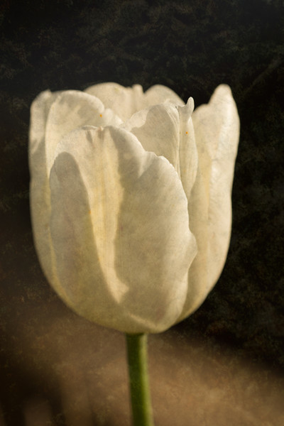 White Tulip With Texture Picture Board by Steve Purnell