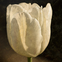 Buy canvas prints of White Tulip With Texture by Steve Purnell