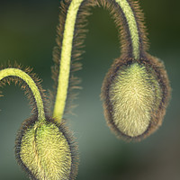 Buy canvas prints of Electric Poppy Buds by Steve Purnell