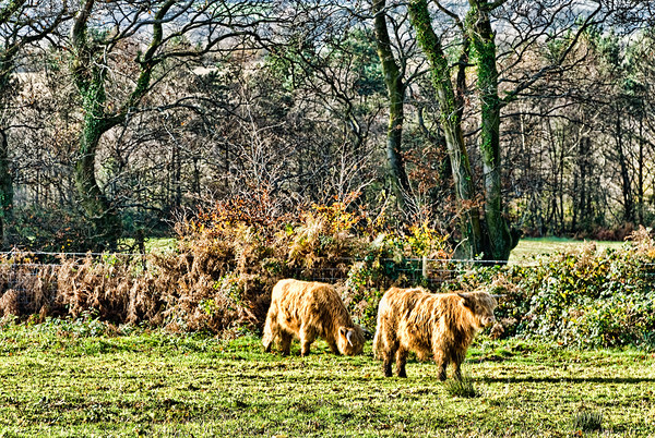 Highland Cows Picture Board by Steve Purnell