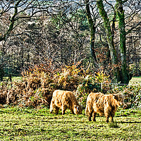 Buy canvas prints of Highland Cows by Steve Purnell