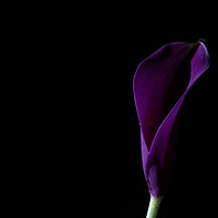 Buy canvas prints of The Calla Purple 1 by Steve Purnell