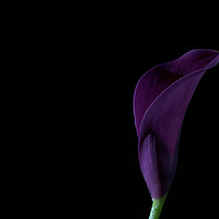 Buy canvas prints of The Calla Purple 2 by Steve Purnell