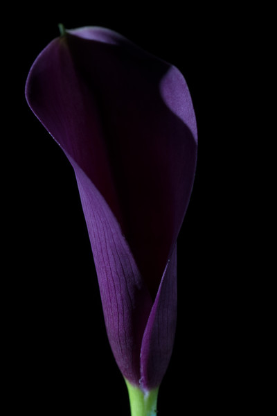 The Calla Purple 3 Picture Board by Steve Purnell