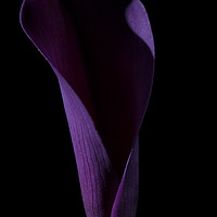 Buy canvas prints of The Calla Purple 3 by Steve Purnell