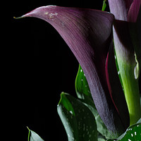 Buy canvas prints of The Calla Purple 4 by Steve Purnell