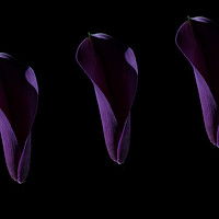 Buy canvas prints of Calla Delight by Steve Purnell
