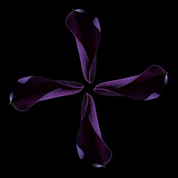 Buy canvas prints of Calla Cross by Steve Purnell
