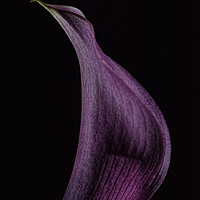 Buy canvas prints of Calla 1 by Steve Purnell