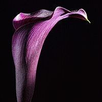 Buy canvas prints of Calla 2 by Steve Purnell