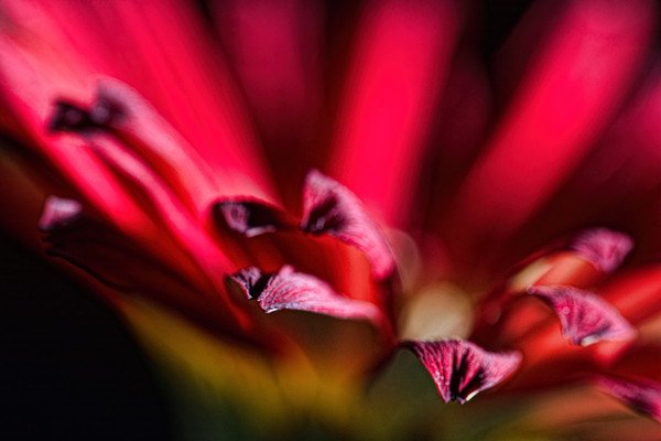 Red Gerbera 2 Picture Board by Steve Purnell