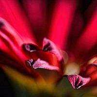 Buy canvas prints of Red Gerbera 2 by Steve Purnell