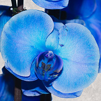 Buy canvas prints of Blue Orchid 1 by Steve Purnell