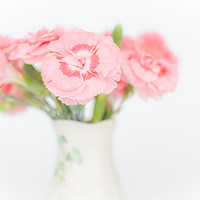 Buy canvas prints of Pink Carnations 2 by Steve Purnell