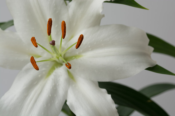 White Lily 1 Picture Board by Steve Purnell