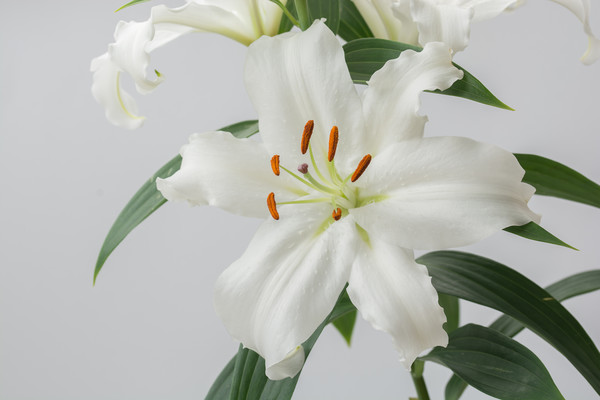 White Lily 2 Picture Board by Steve Purnell