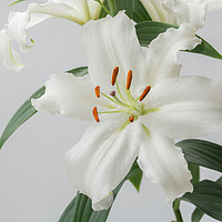 Buy canvas prints of White Lily 2 by Steve Purnell