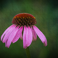 Buy canvas prints of Purple Coneflower by Steve Purnell