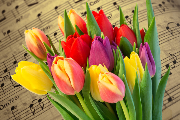 Tulips And Music Picture Board by Steve Purnell