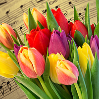 Buy canvas prints of Tulips And Music by Steve Purnell