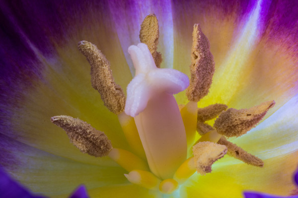 Tulip Macro Picture Board by Steve Purnell