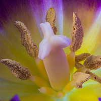 Buy canvas prints of Tulip Macro by Steve Purnell