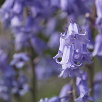 Buy canvas prints of The Bluebell Patch by Steve Purnell