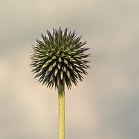 Buy canvas prints of Globe Thistle 1 by Steve Purnell