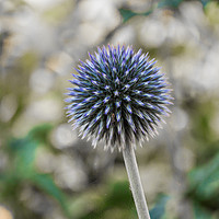 Buy canvas prints of Globe Thistle 2 by Steve Purnell
