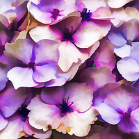 Buy canvas prints of Impressions Of A Hydrangea by Steve Purnell