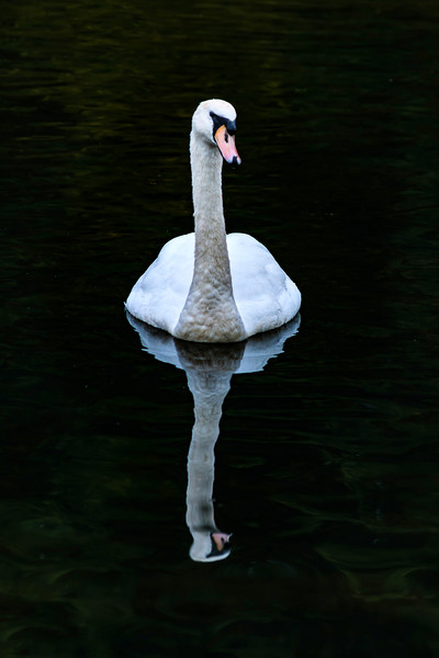 Graceful White Swan Picture Board by Steve Purnell