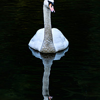 Buy canvas prints of Graceful White Swan by Steve Purnell