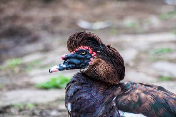 Muscovy Duck 1 Picture Board by Steve Purnell