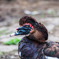 Buy canvas prints of Muscovy Duck 1 by Steve Purnell