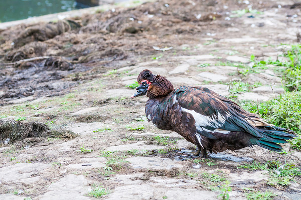Muscovy Duck 2 Picture Board by Steve Purnell