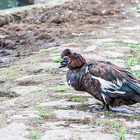 Buy canvas prints of Muscovy Duck 2 by Steve Purnell
