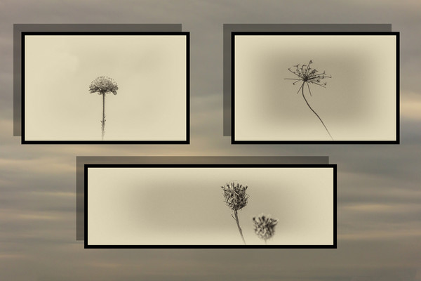 Autumnal Triptych 1 Picture Board by Steve Purnell