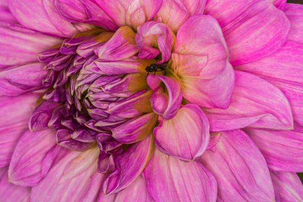 Pink Dahlia 1 Picture Board by Steve Purnell