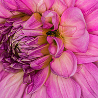 Buy canvas prints of Pink Dahlia 1 by Steve Purnell