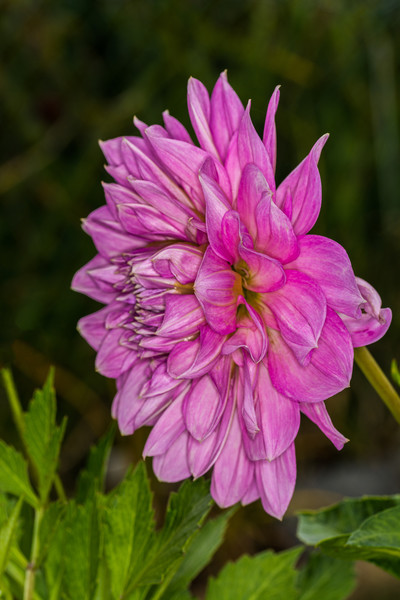 Pink Dahlia 2 Picture Board by Steve Purnell