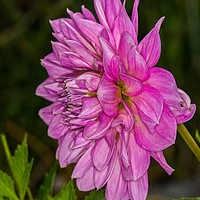 Buy canvas prints of Pink Dahlia 2 by Steve Purnell
