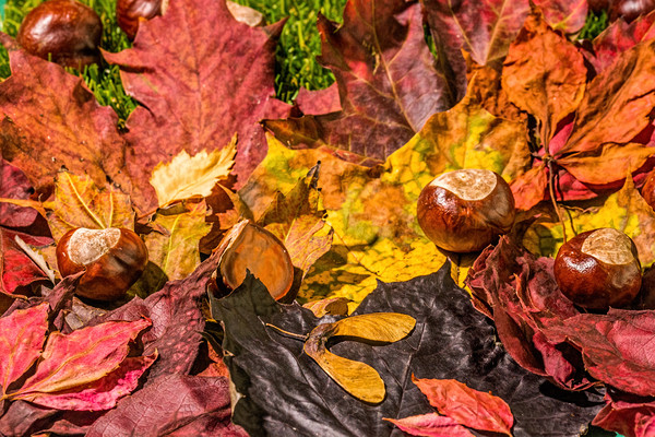 The United Colours Of Autumn Picture Board by Steve Purnell